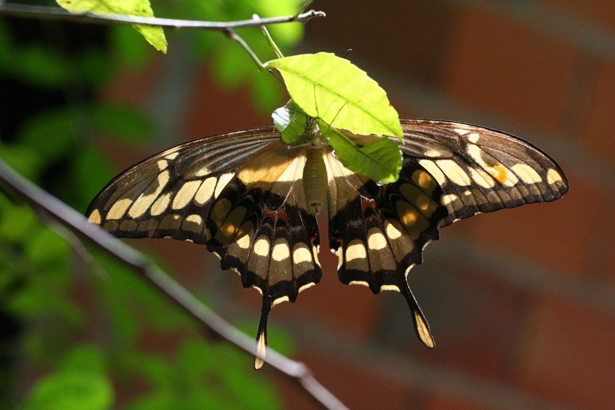 展翅的蝴蝶图片免费图片