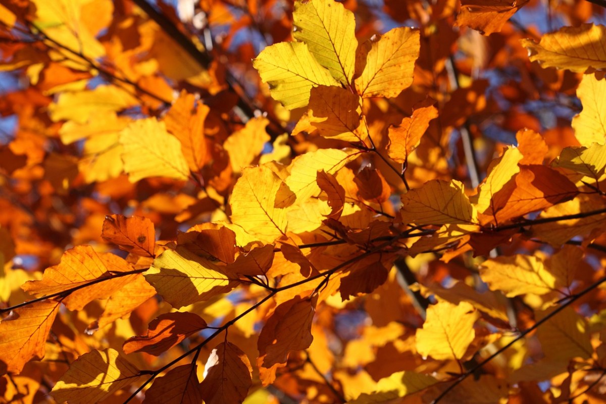 叶、叶子、黄色免费图片