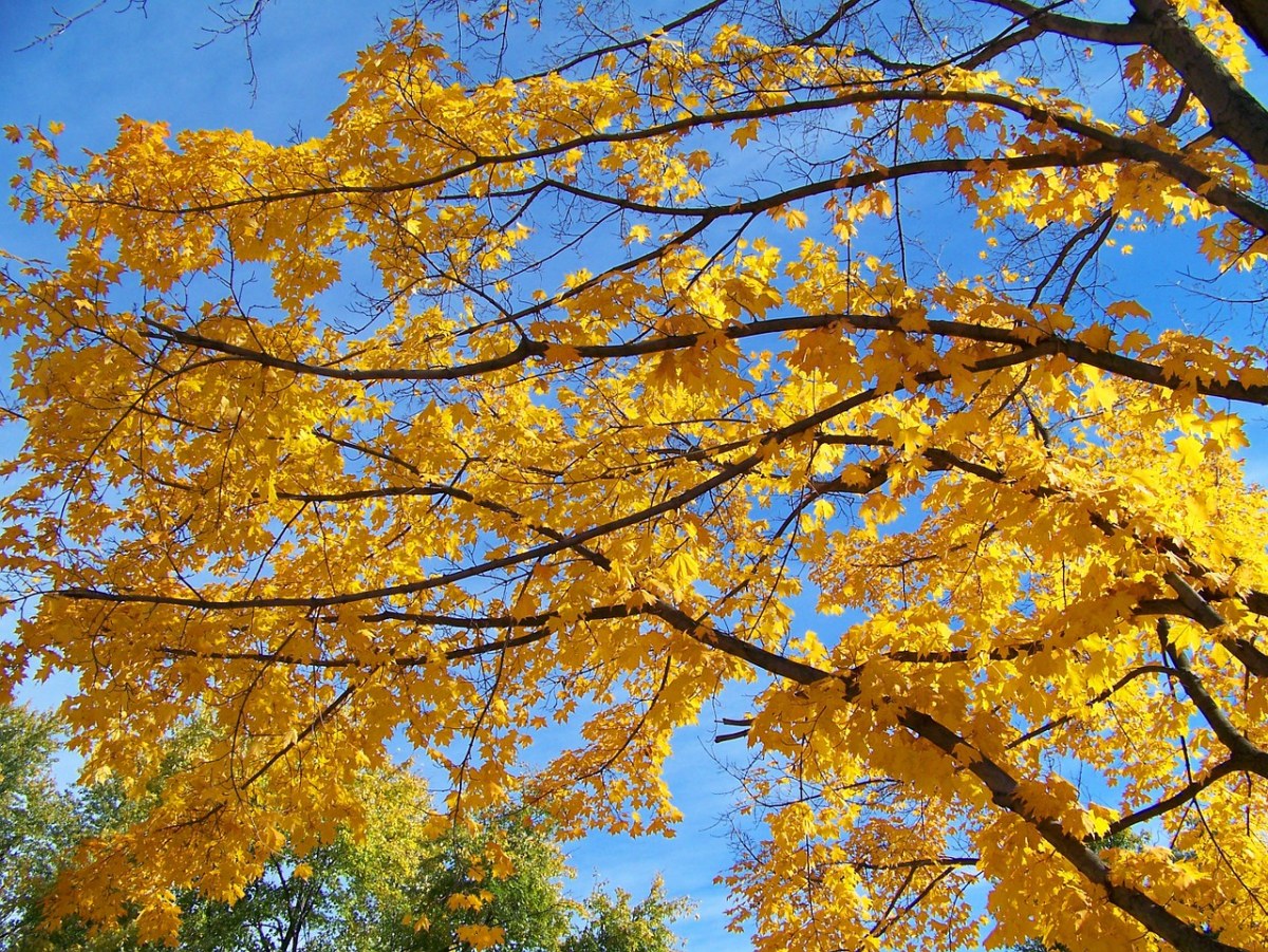 秋天的枫树免费图片