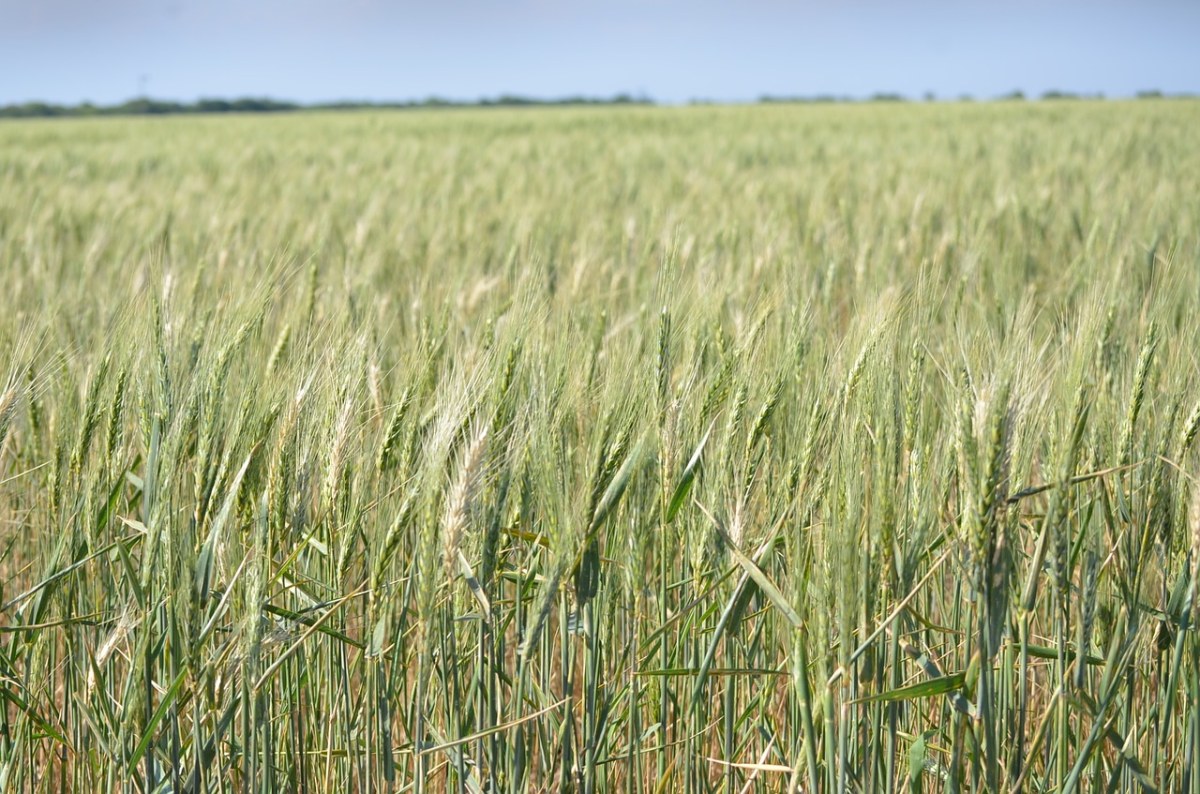 麦田的小麦麦穗免费图片