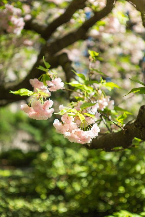 春天阳光下樱花树上盛开的樱花