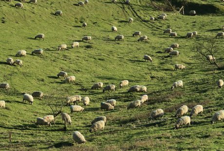 草地上放牧的羊群