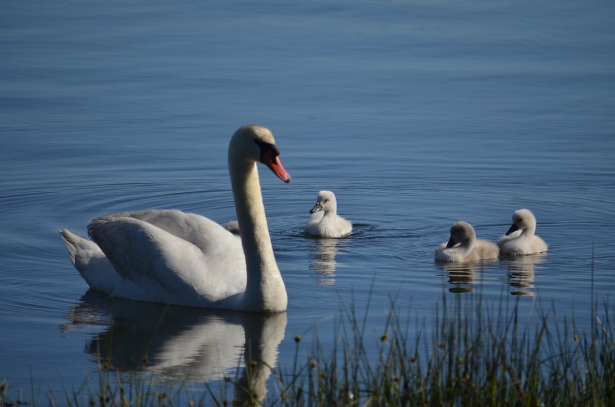 湖里的天鹅妈妈与小天鹅免费图片