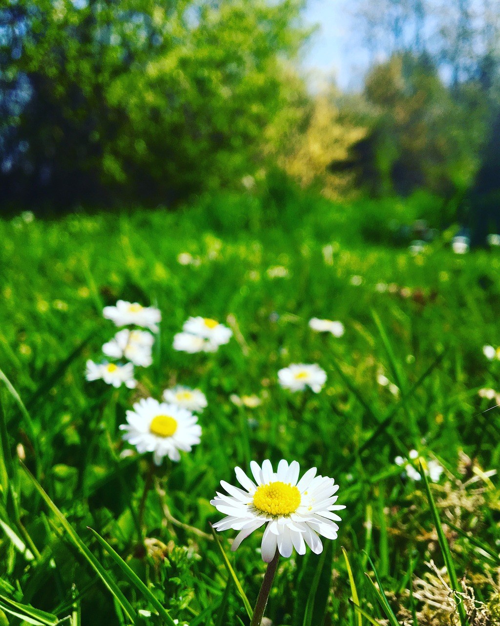 春天草地上的野花免费图片