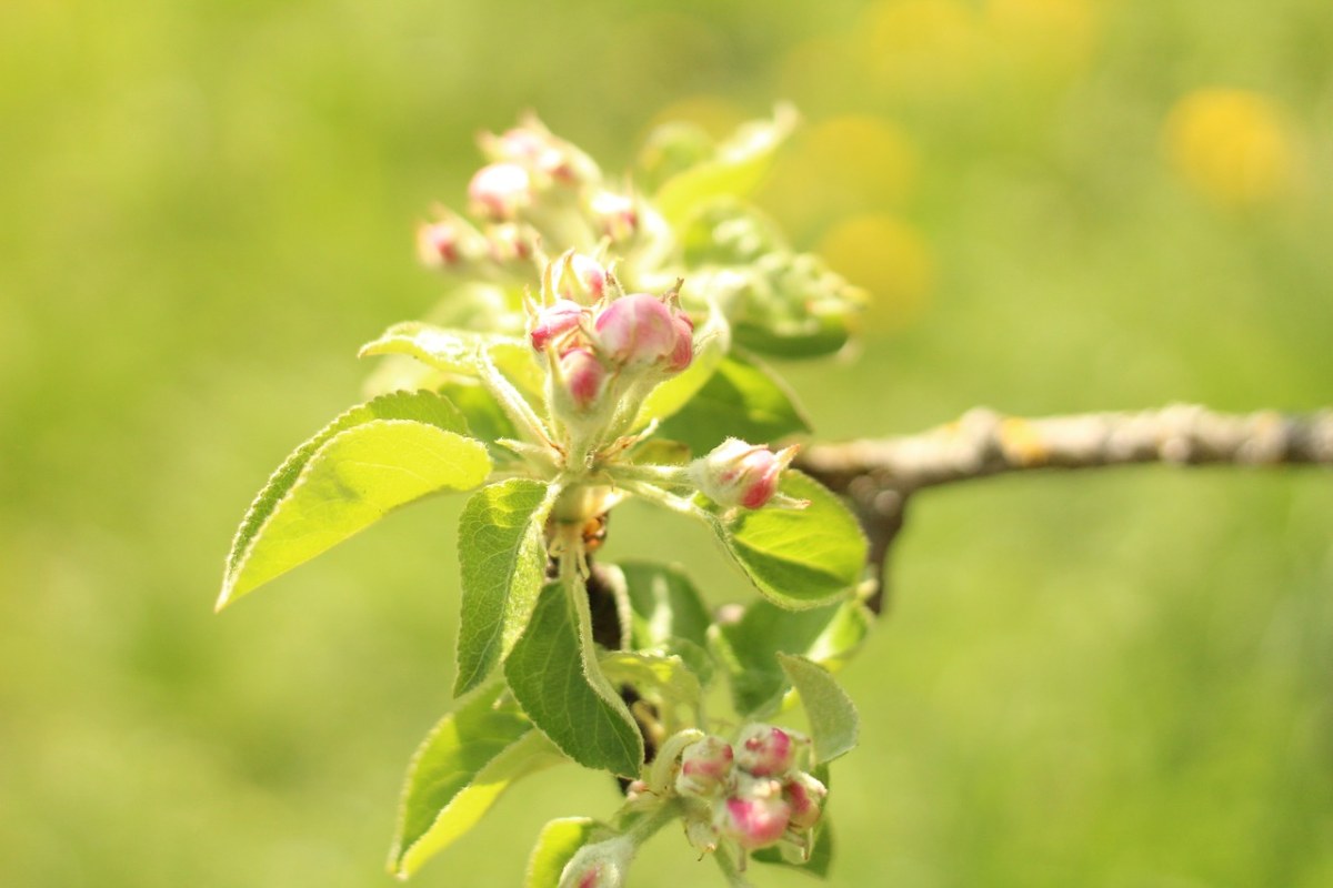 春天的苹果花图片免费图片