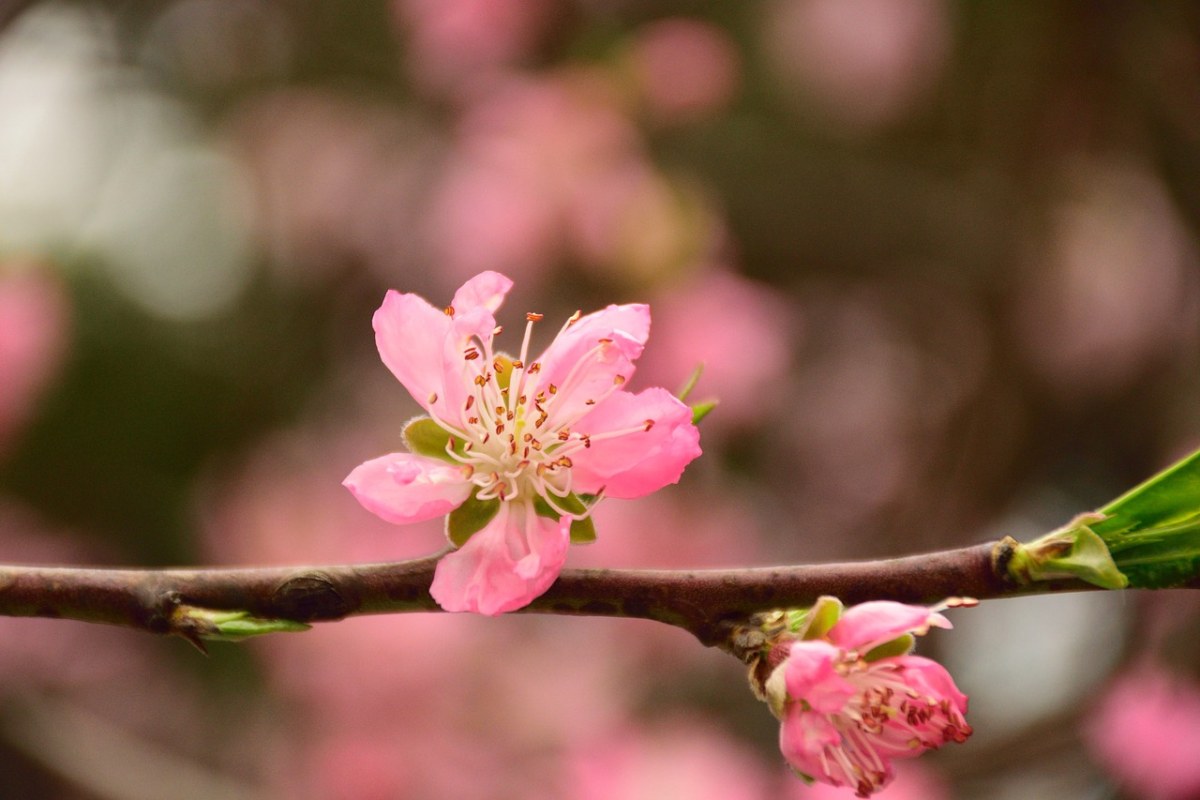春天粉红色的桃花花朵特写免费图片