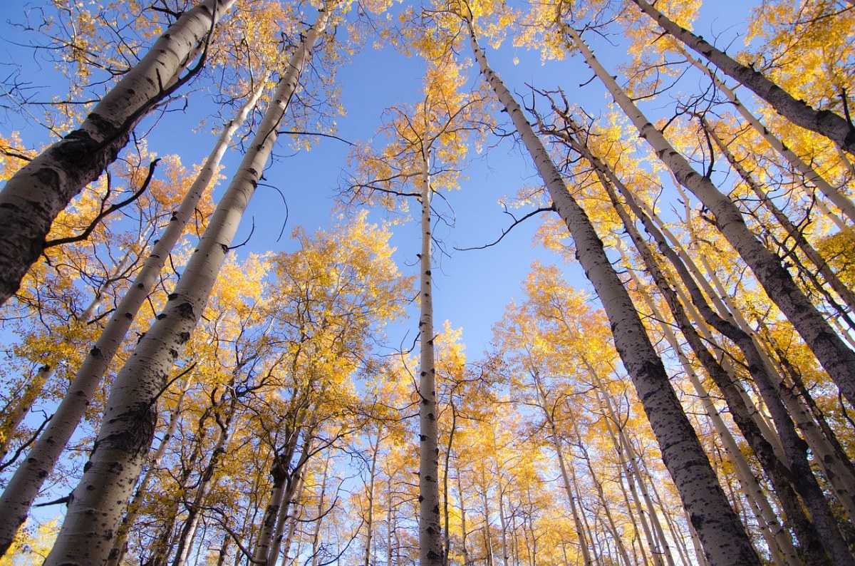 秋天的白桦树林风景图片免费图片