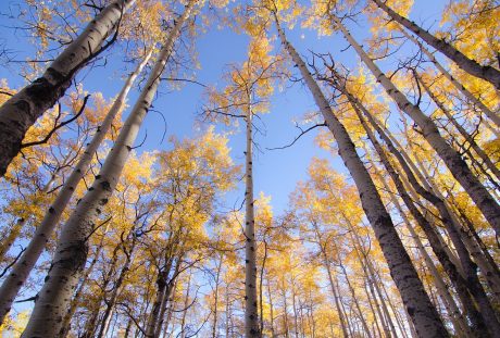 秋天的白桦树林风景图片