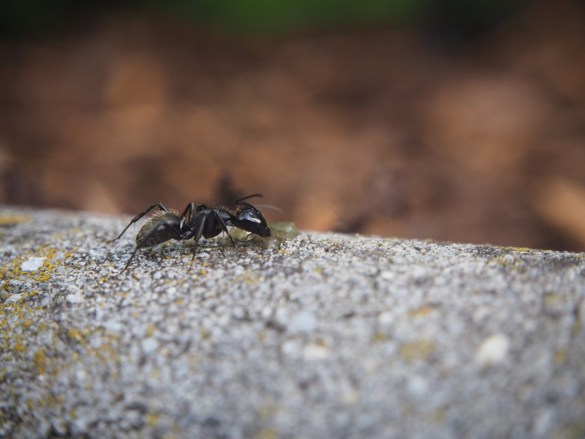 蚂蚁,昆虫,性质