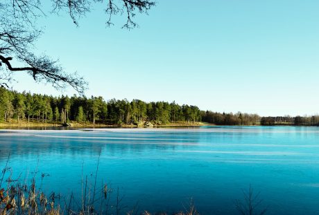 湖泊岸边的森林风景图片