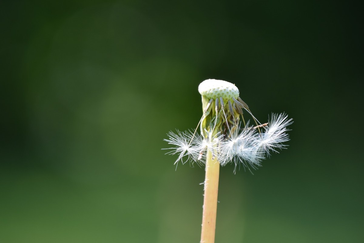 蒲公英、Överblommad、过去的免费图片