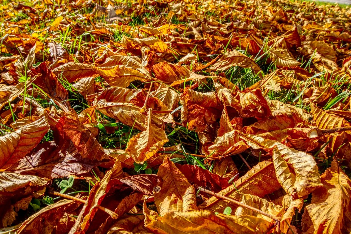 叶子、秋天的落叶、秋季免费图片