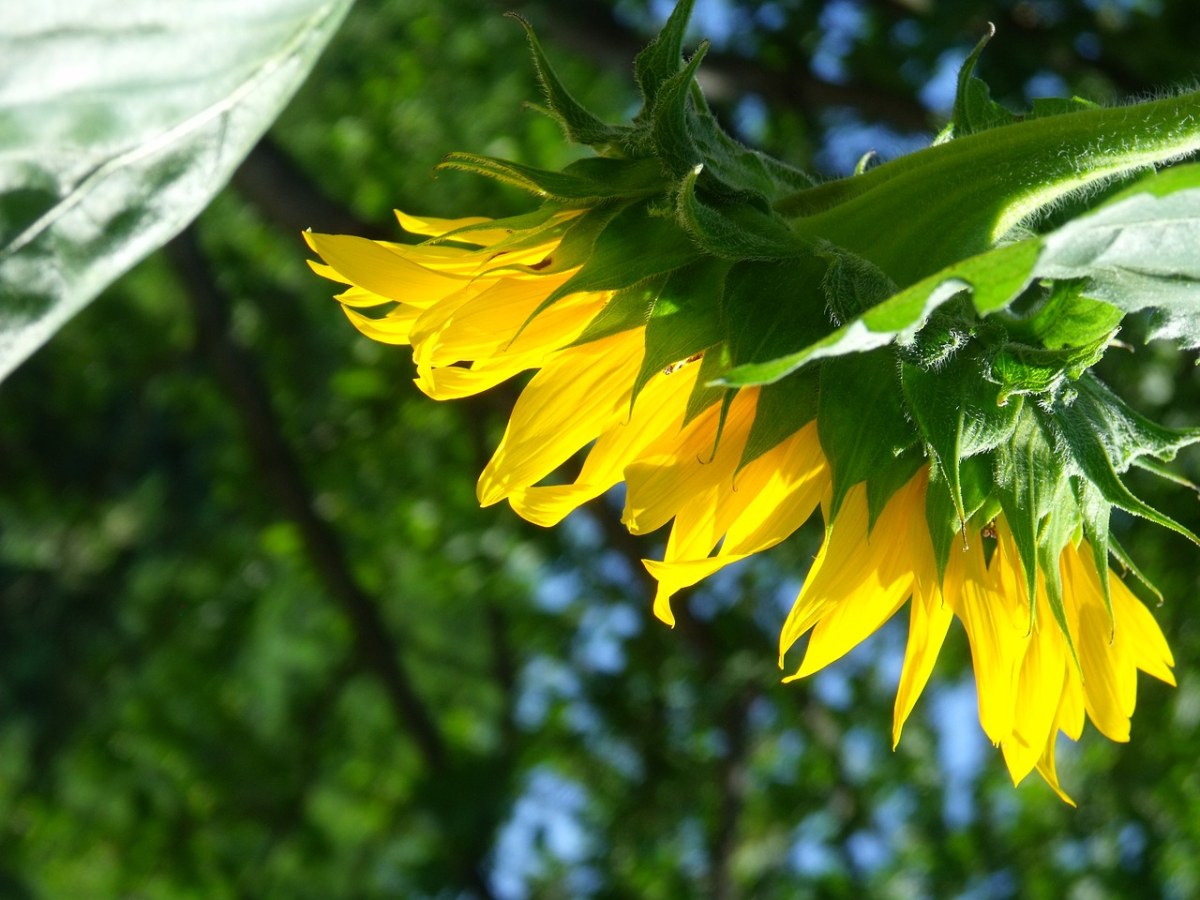 花卉、向日葵、夏季免费图片