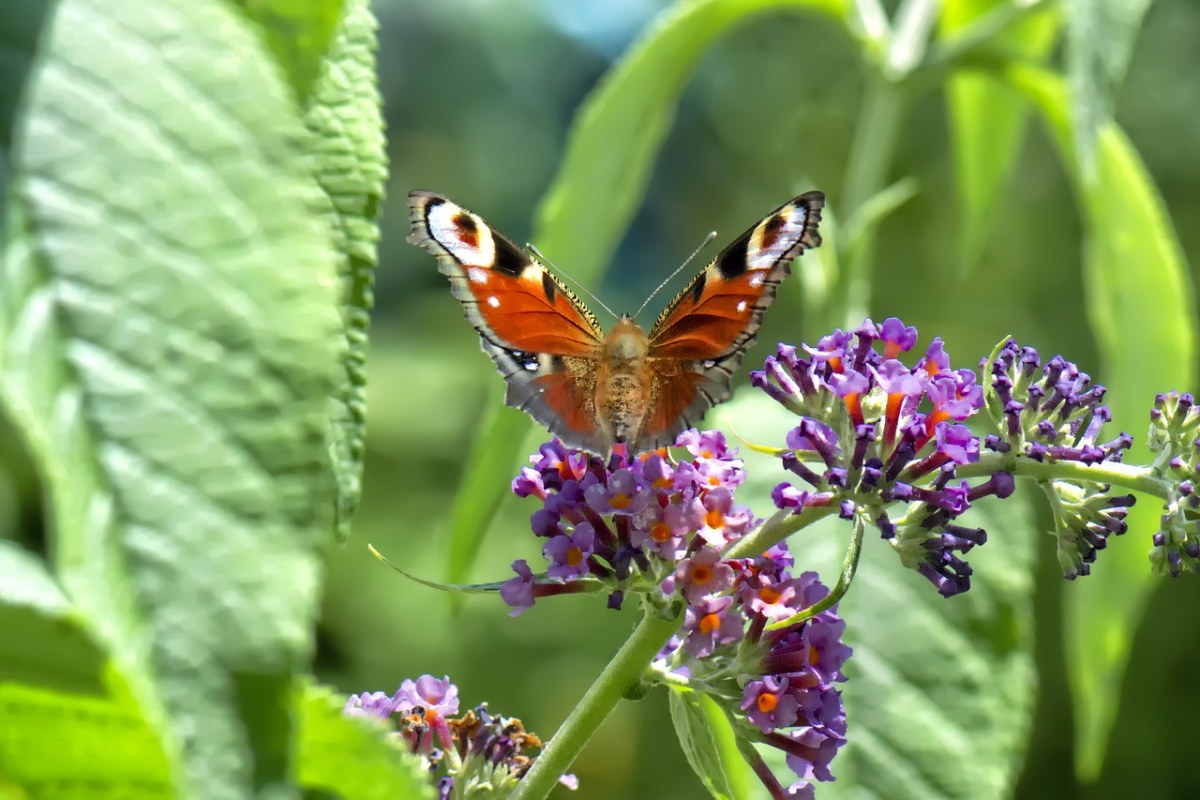蝴蝶、翅膀、绿色免费图片