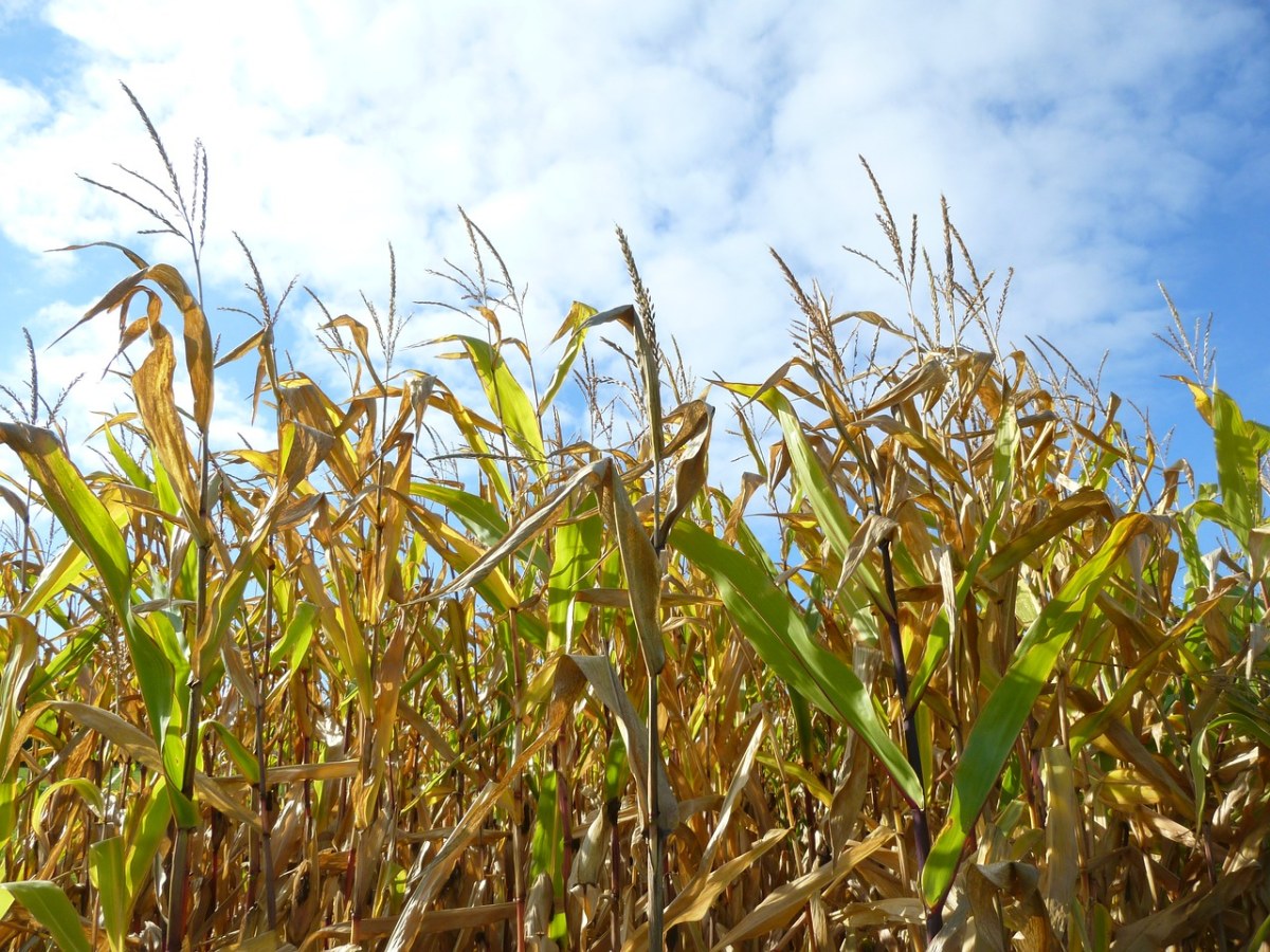麦田、玉米、秋季免费图片