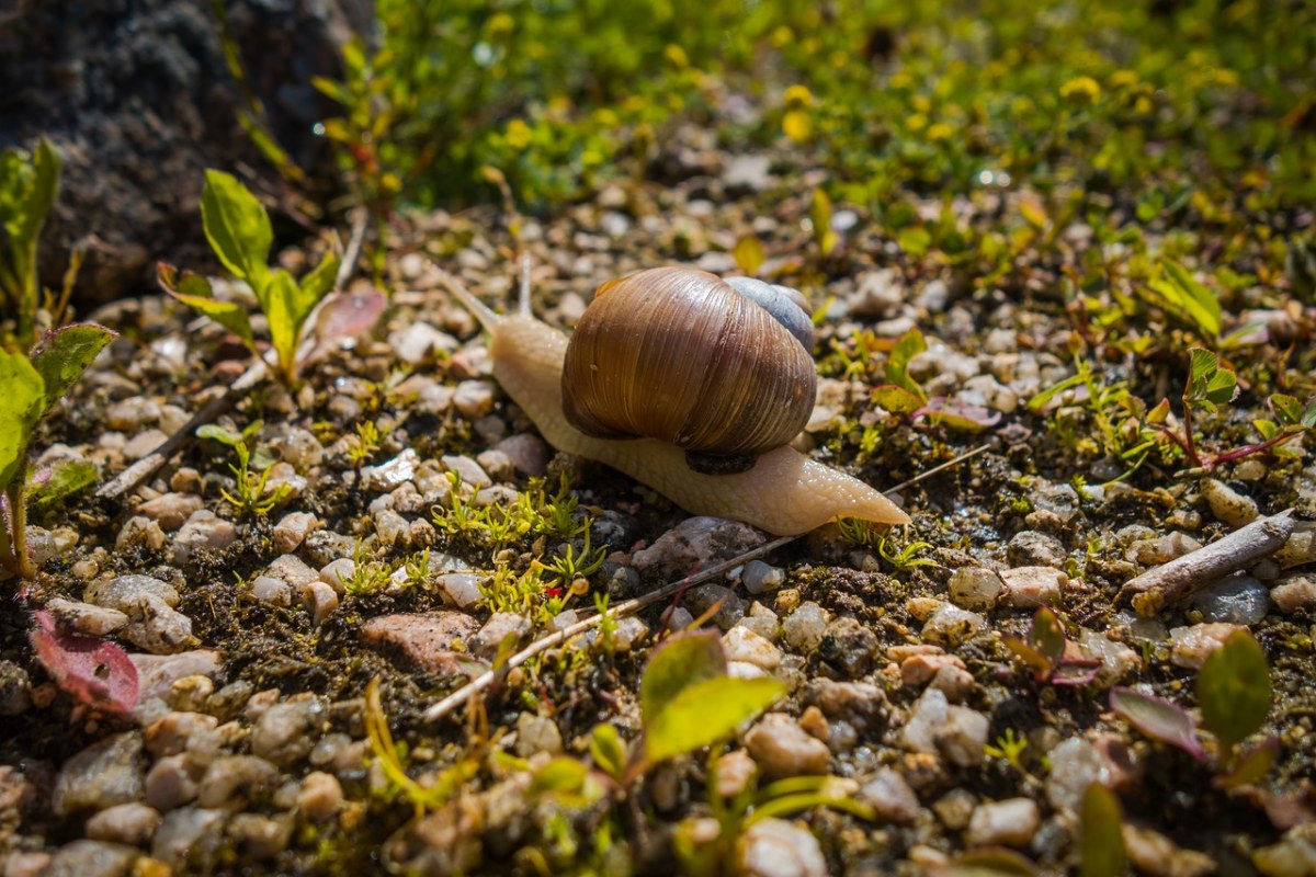 蠕虫、蜗牛、性质免费图片