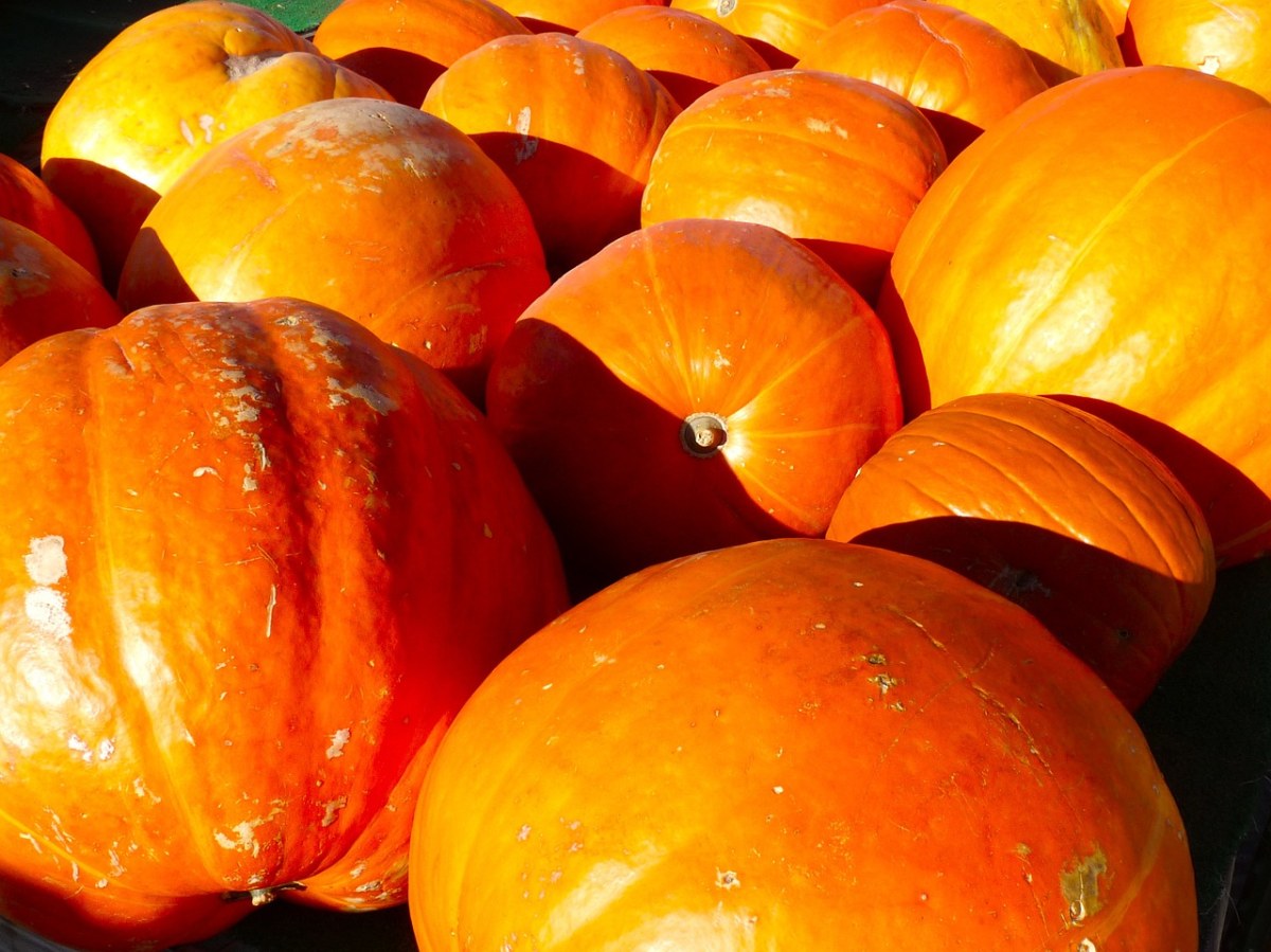 南瓜,秋天,秋