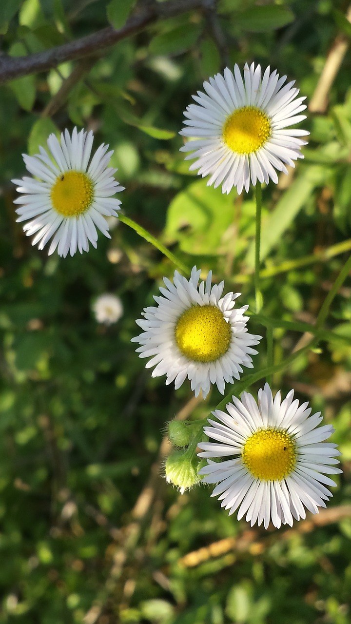 阳光下的一年蓬（野蒿）花朵免费图片