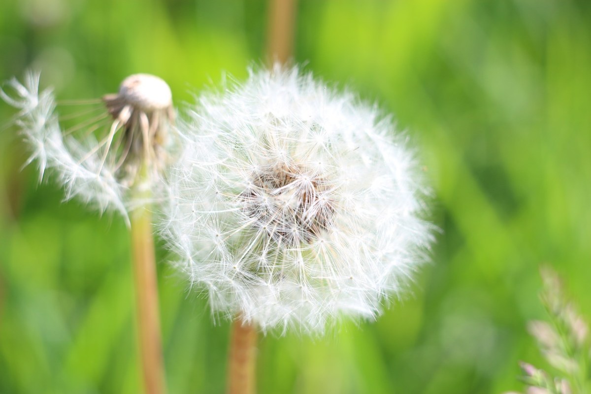 蒲公英、绒毛的蒲公英、花卉免费图片