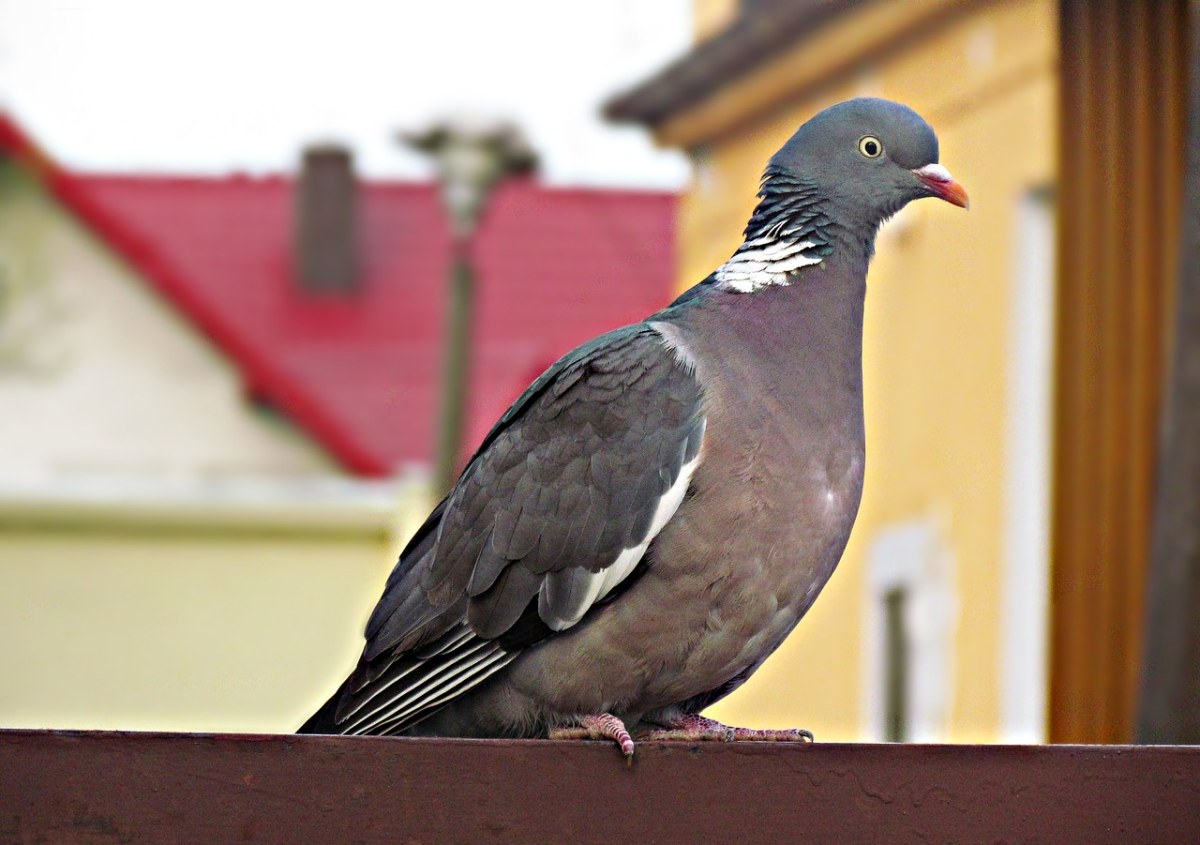 鴿子,鳥,性質