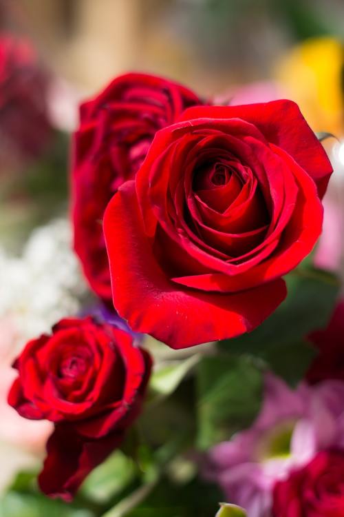 红玫瑰、Ro、花卉