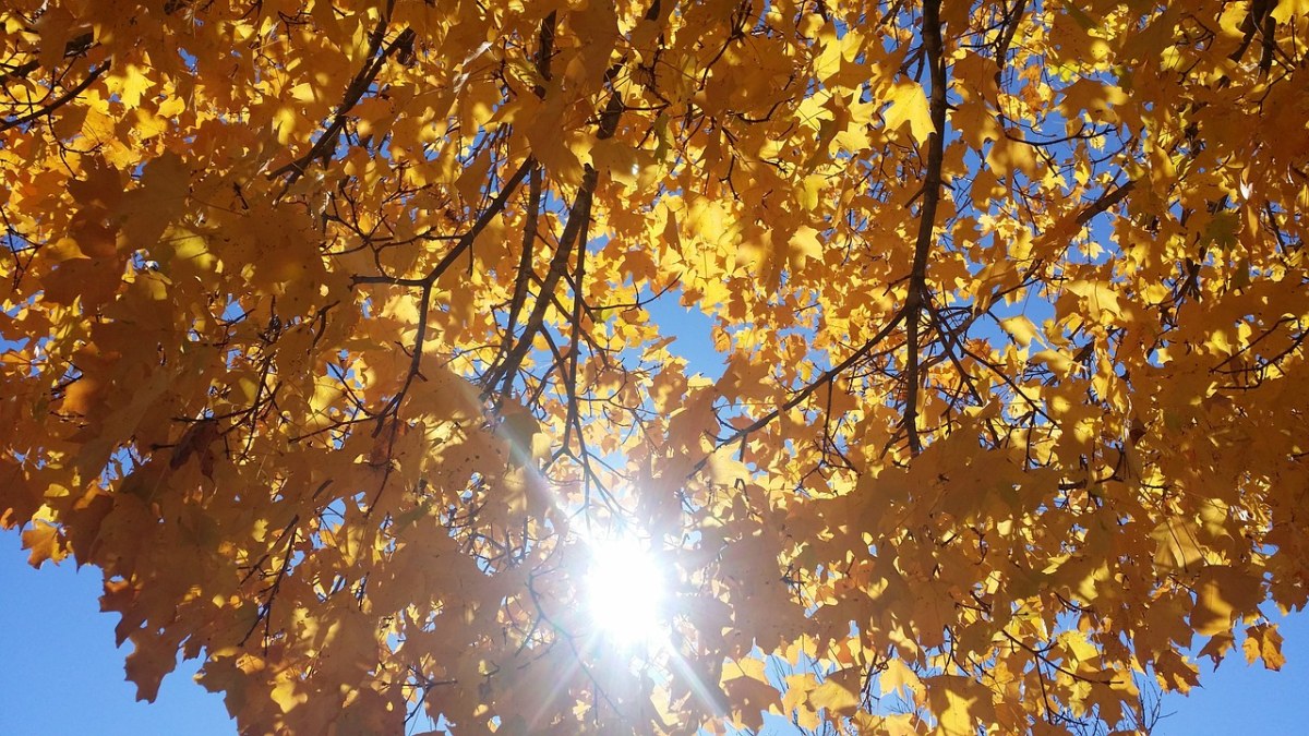 秋天的颜色、树免费图片