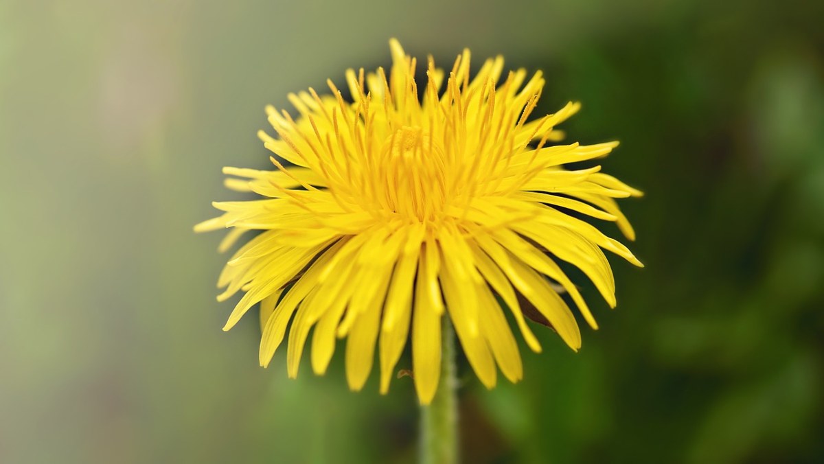 蒲公英、花、开花免费图片