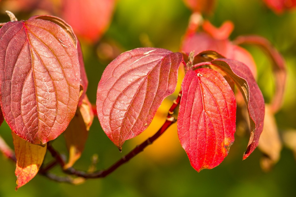 秋季、叶子、红色免费图片