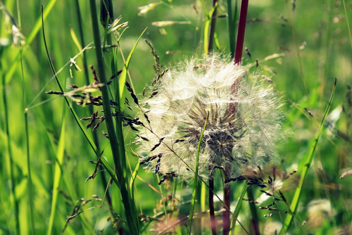 蒲公英、花、性质免费图片