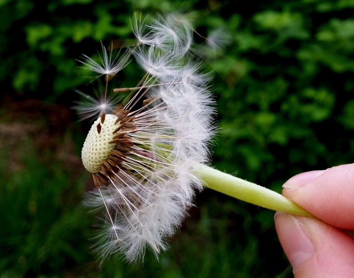 蒲公英、花、性质免费图片