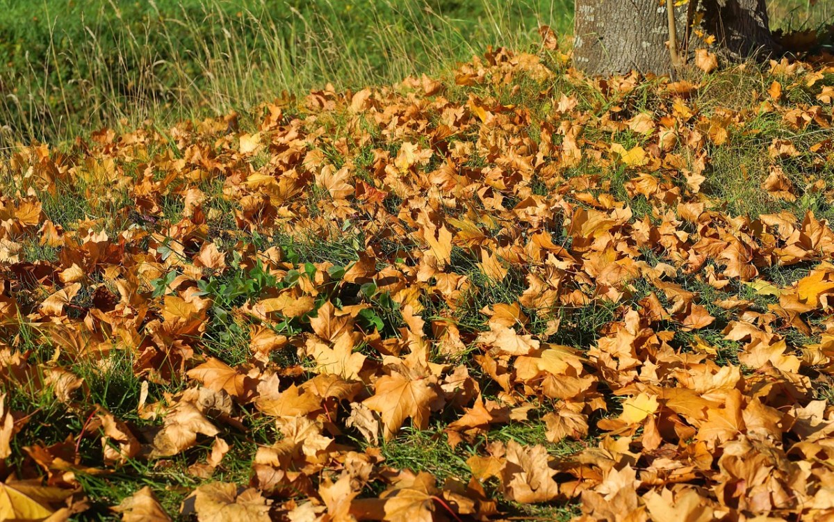 叶子、秋季、森林免费图片