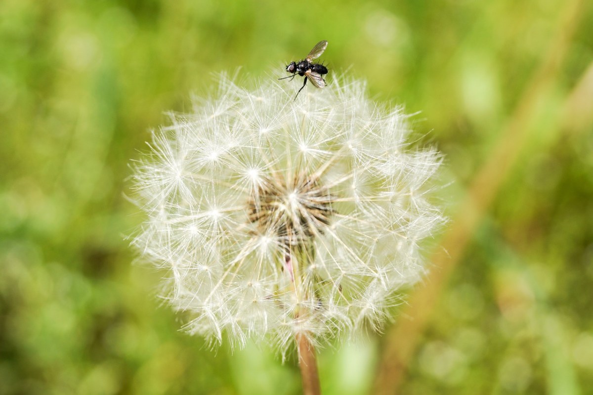 木栅、蒲公英、植物免费图片