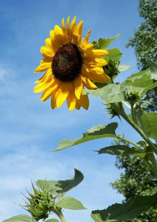 向日葵、花、户外