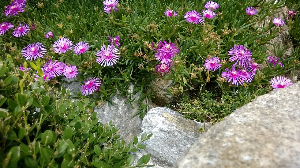 美丽日中花（松叶菊）小花朵免费图片