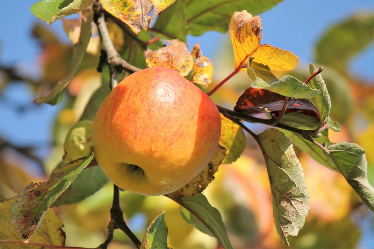 秋季、苹果、树免费图片