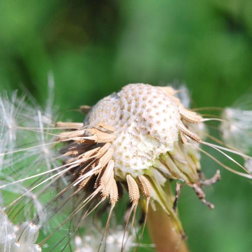 杂草、头、植物