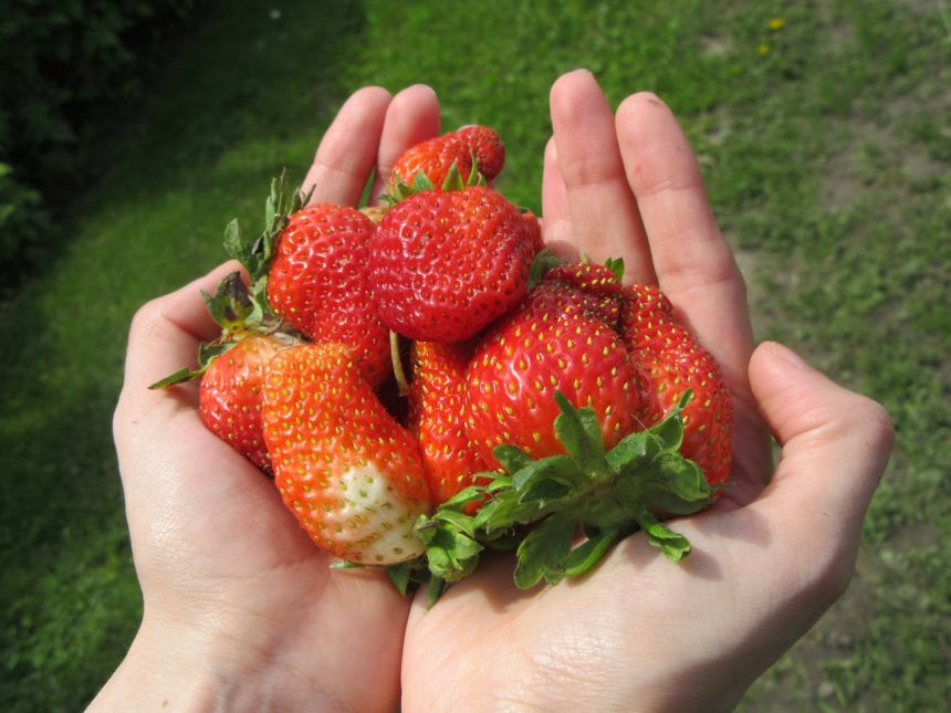 手捧着新鲜草莓的图片