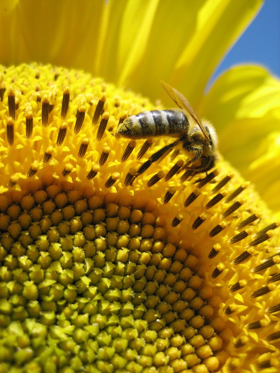 向日葵、蜜蜂、黄色免费图片