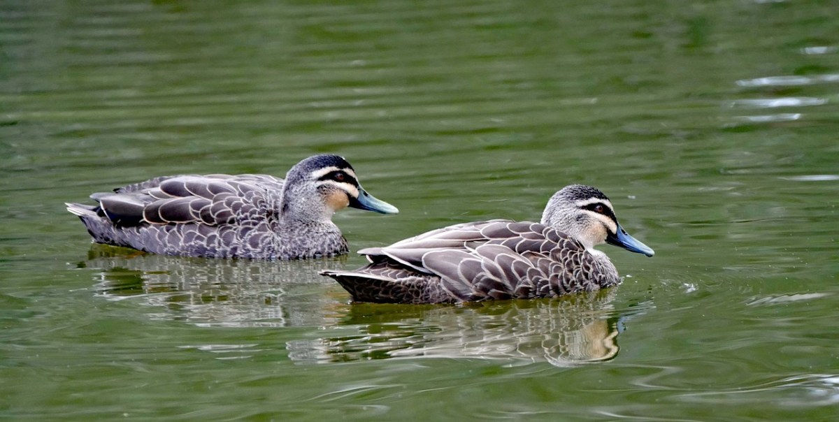 鴨子,湖,野生動物