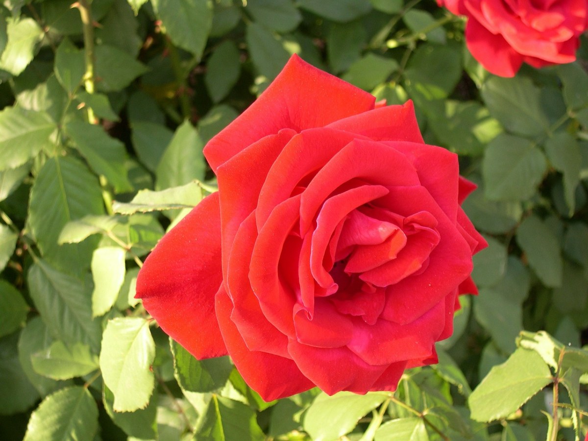 玫瑰、红玫瑰、花的免费图片