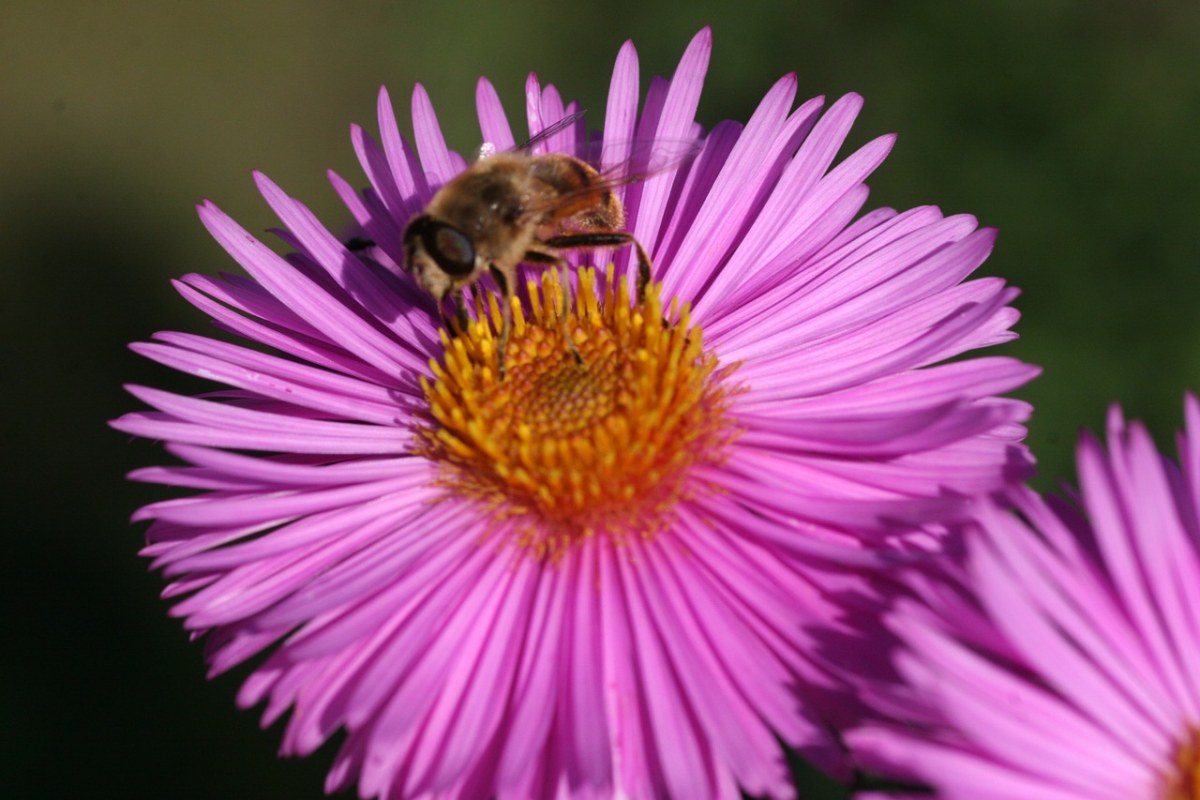 Marcinek、蜜蜂免费图片