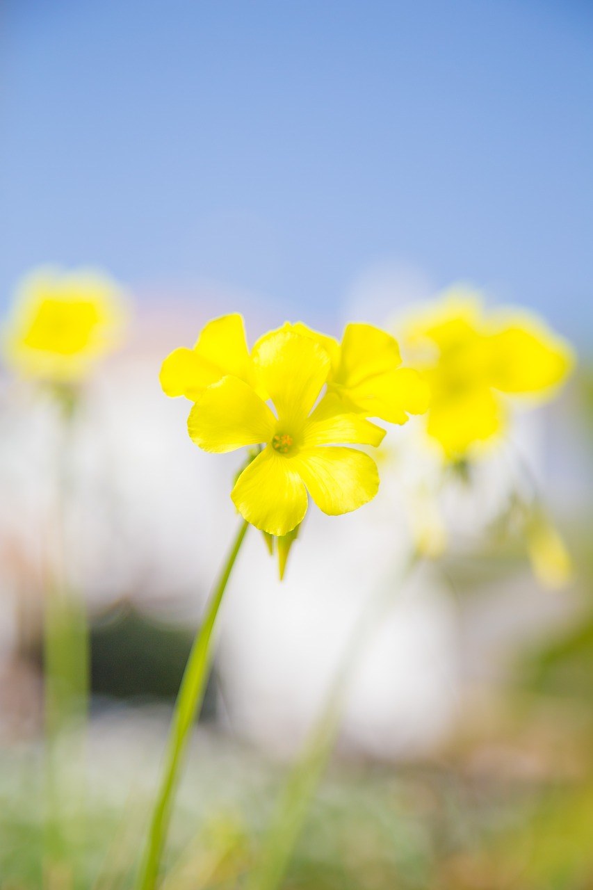 春天、鲜花、性质免费图片