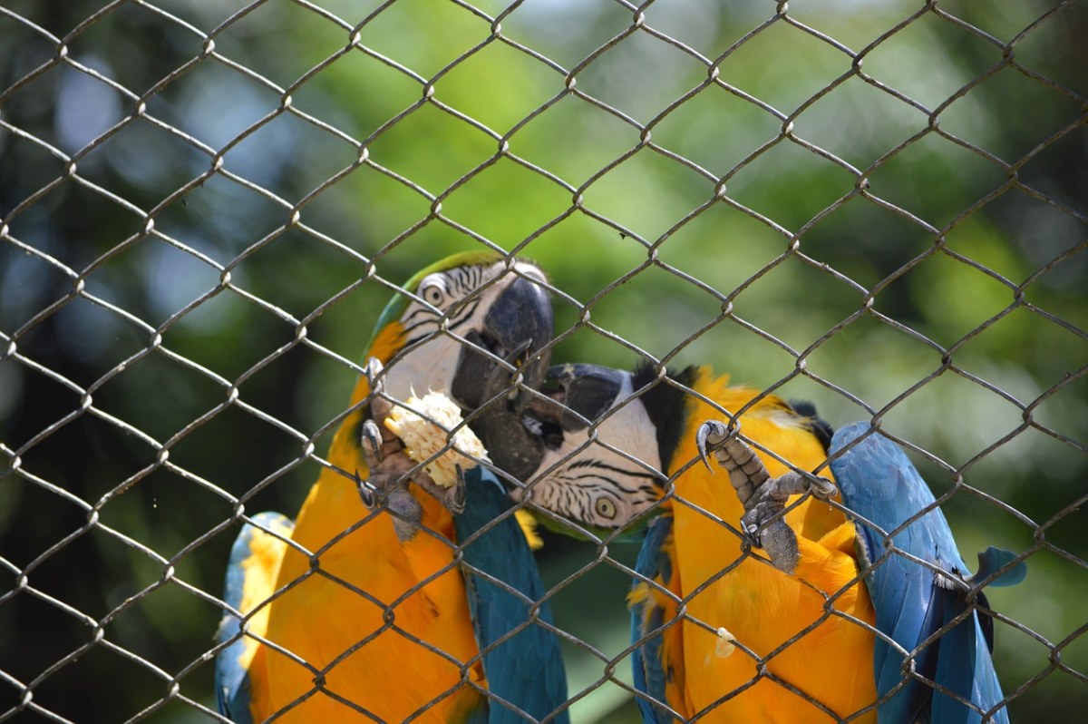 金刚鹦鹉接吻、鸟、热带鸟类免费图片