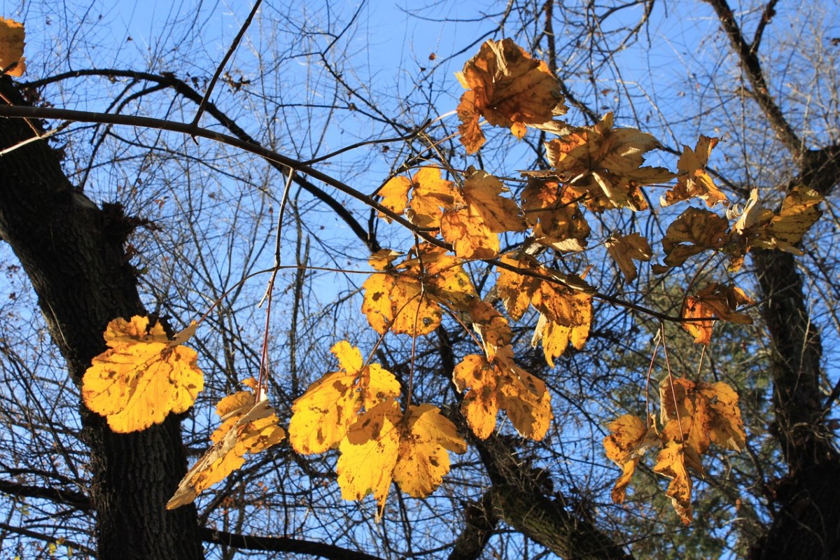 秋天、金、叶子免费图片