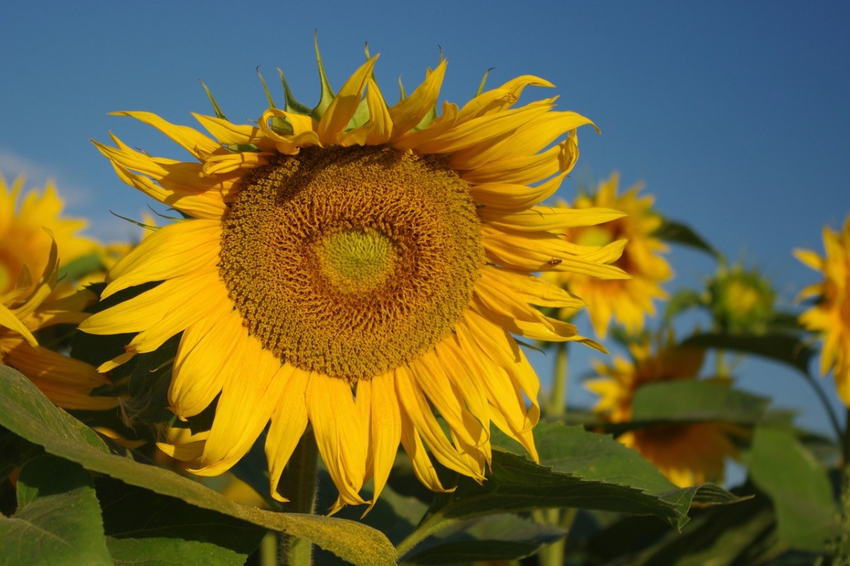 花、黄、向日葵免费图片