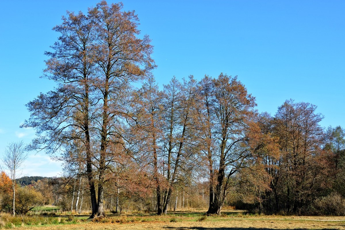 树木、秋季、天空免费图片