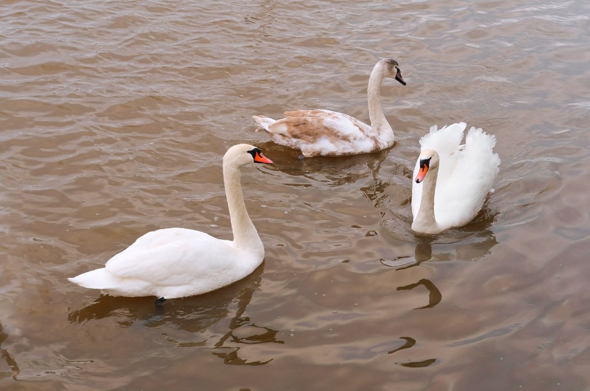 白、池塘、天鹅免费图片