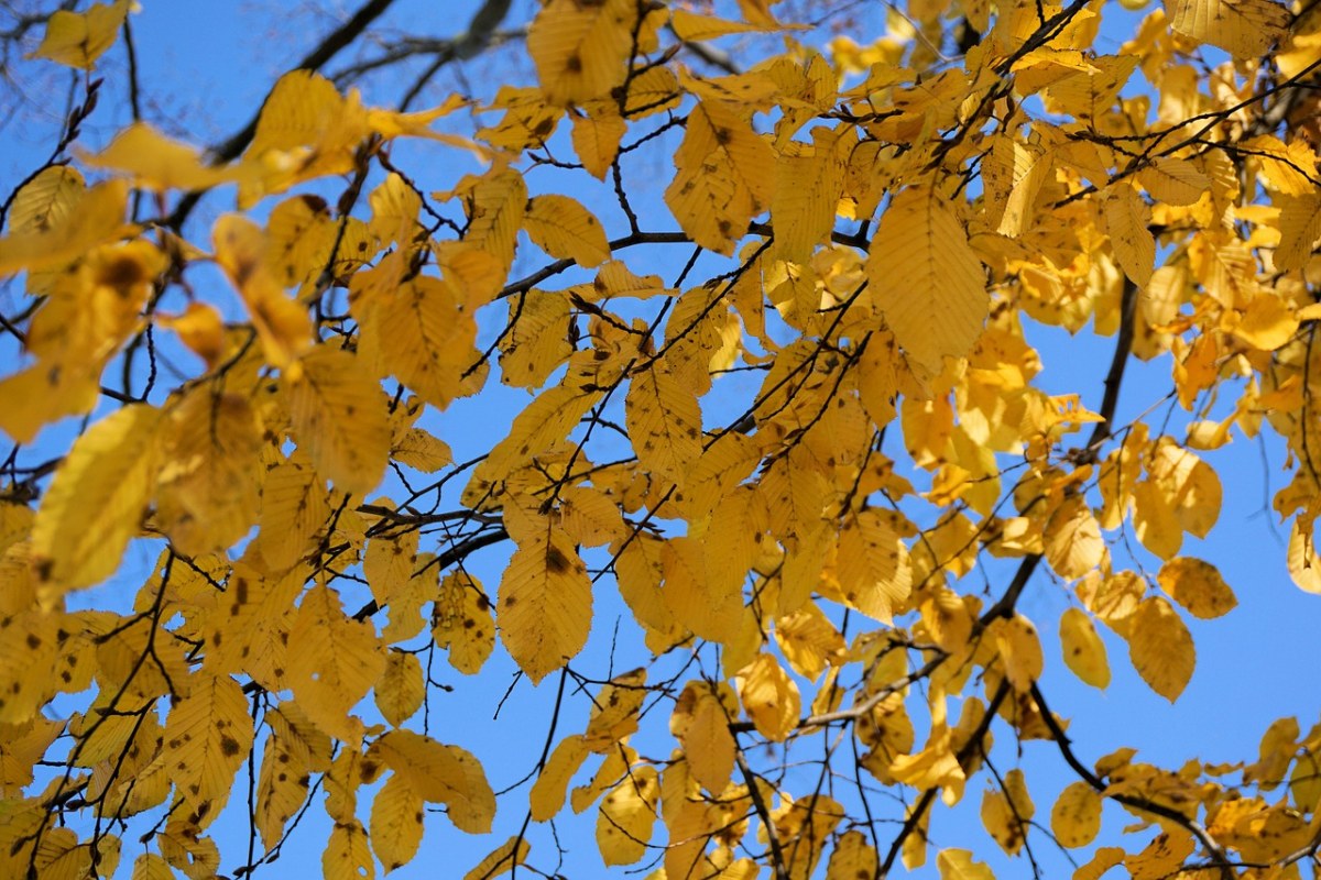 叶子、秋季、树免费图片