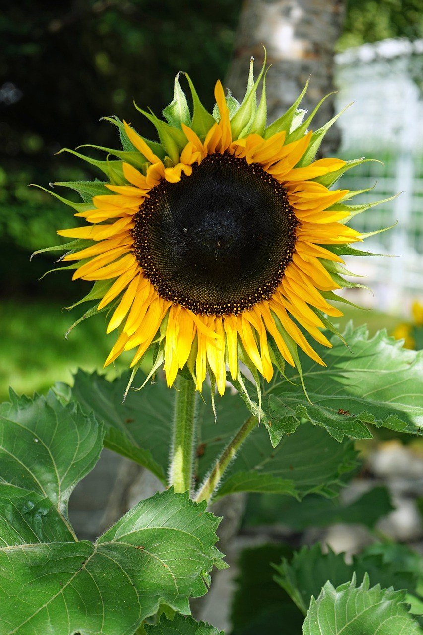 向日葵,花,夏季