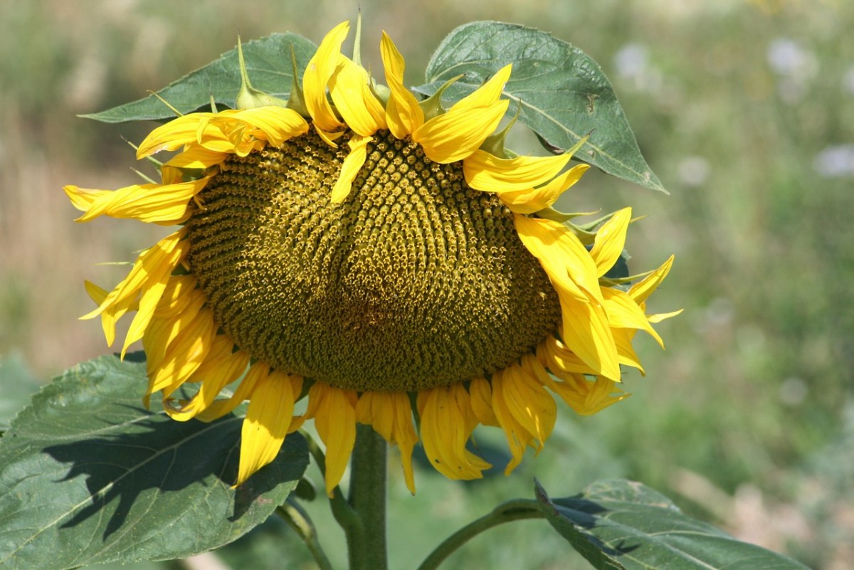 植物、花卉、向日葵免费图片